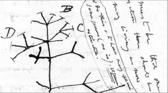 Scritto di Charles Darwin su tema dell'albero della vita