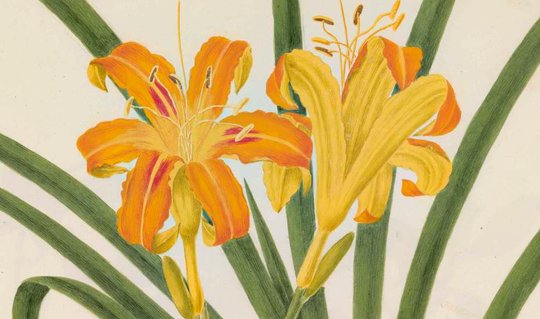 Dettaglio di fiori tratto dalle illustrazioni degli erbari